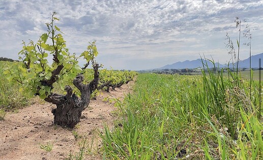 Scions of Sinai bush Vines.PNG