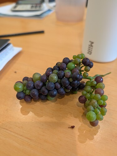 First sign of veraison 06.24.26