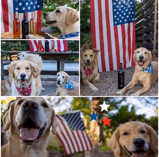 4th of July Pups