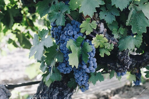 perlegos-stampede-harvest-2022-5504