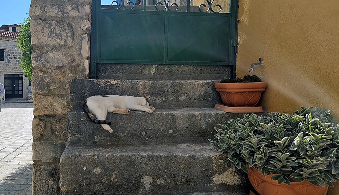 04_21cat