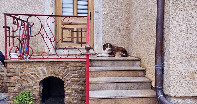 03-24_porch_dog