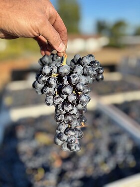 Cinsault grape pic 2025