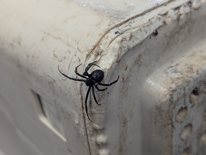 widow