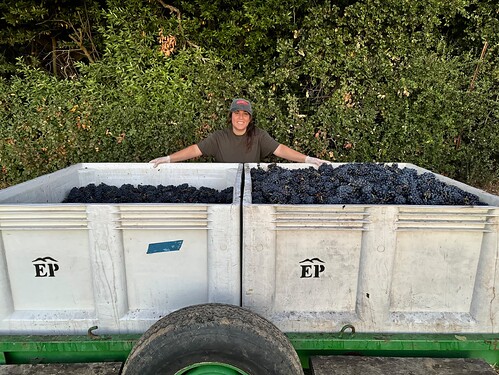 Elise at the 2023 harvest