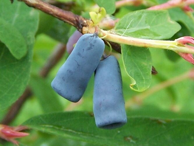 Lonicera_coerulea_a3