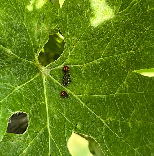 Spined Soldier Bug Eggs & Early Instar Nymphs