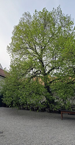 0217_nikolaihof