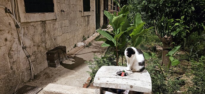 01_07cats