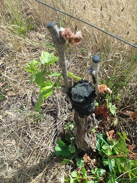 some grafts survived