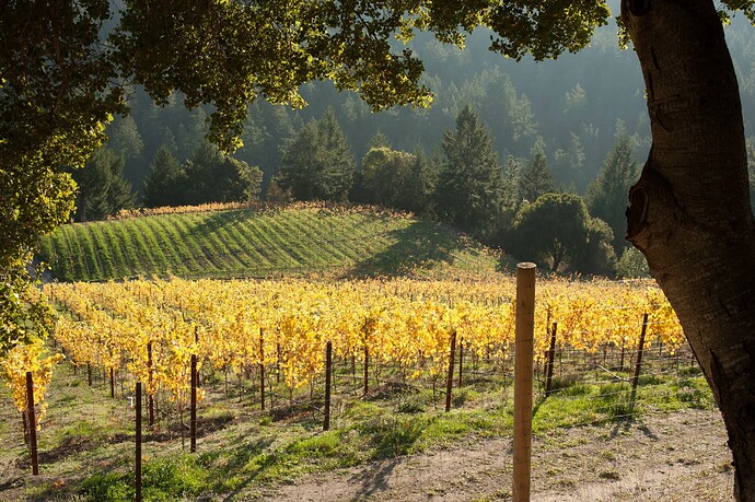 Vineyard-Sun