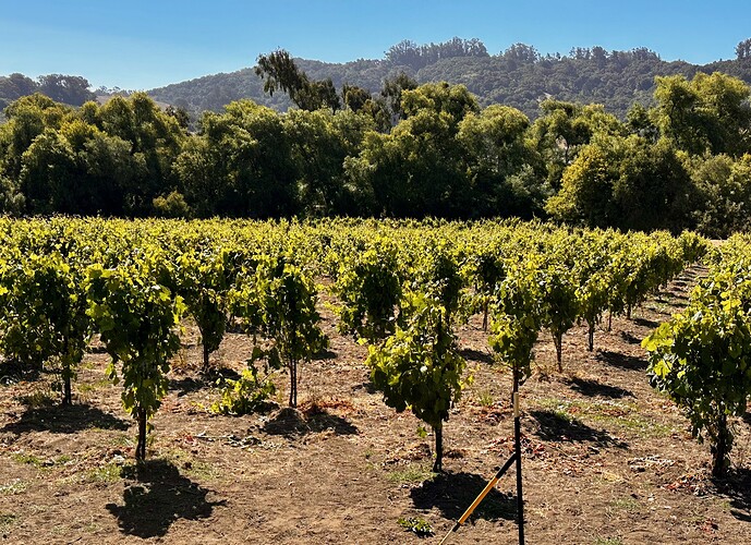 34 Stirm Pajaromas Vineyard