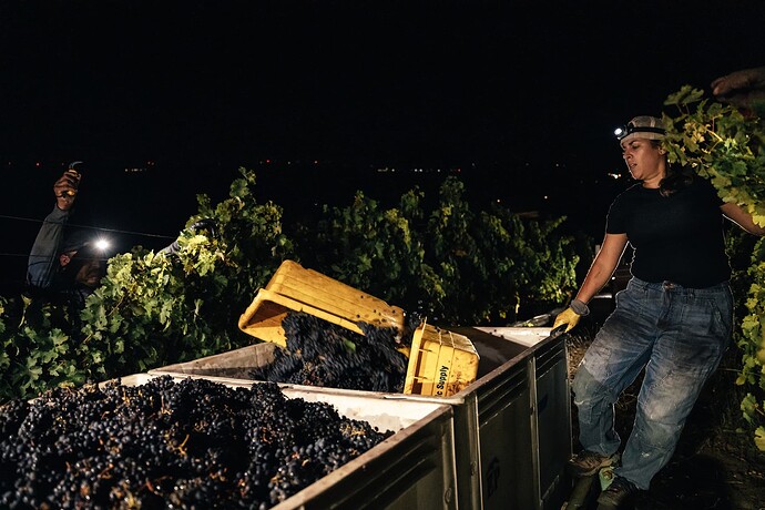 Action picture, taken last harvest.