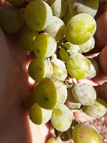 PM syrah