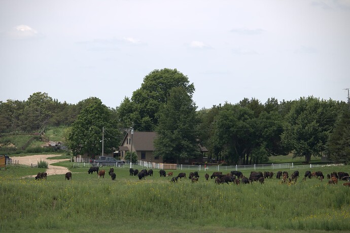 Cows on the flat