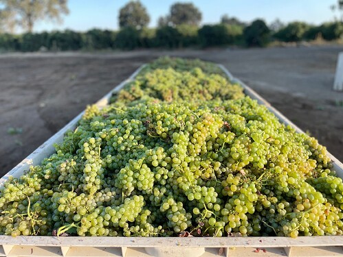 ASSYRTIKO Harvest 22