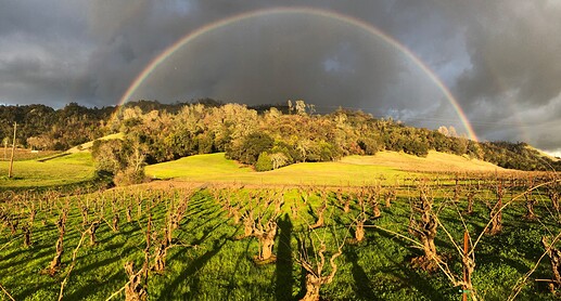 rainbow behind old zin vineyard