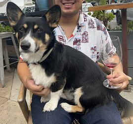 corgi