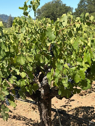 Palisades Vine 1