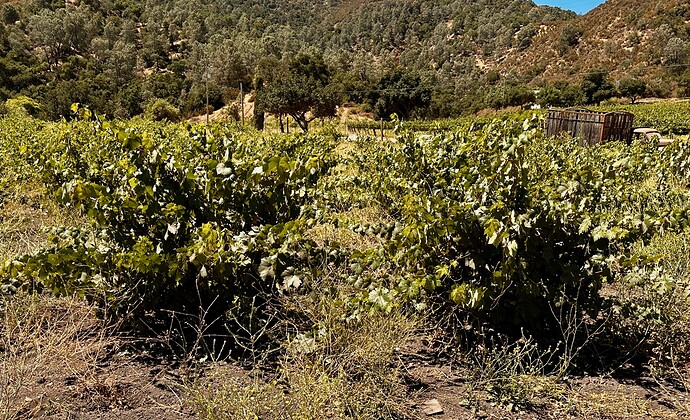 20 Wirz Vineyard old vine Zinfandel block