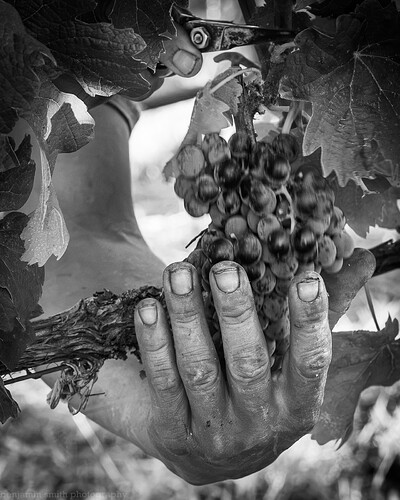 0831 vineyard-17