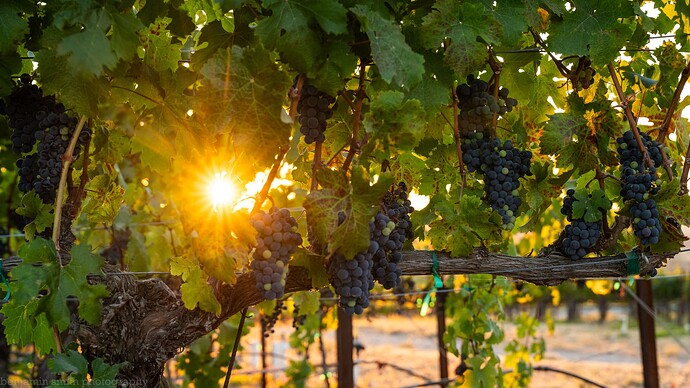 0831 vineyard-5