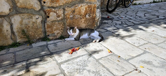 04_22cat