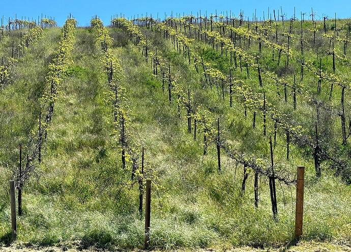 09 siletto - siletto greco di tufo