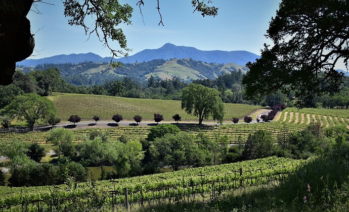 alexander valley vineyard