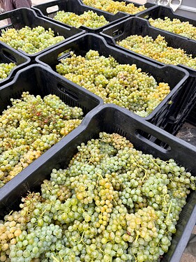 Luddite Chenin Blanc