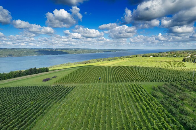 tango-oaks-vineyard-looking-north