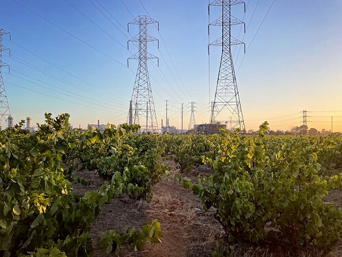 Evangelho Vineyard - Contra Costa County