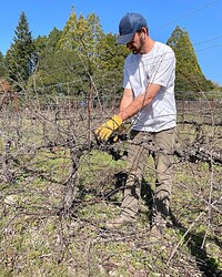 Sam first vineyard pruning