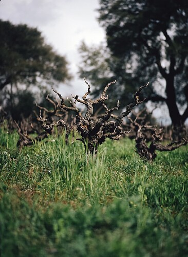 stampede-vineyard-march-10-film-6