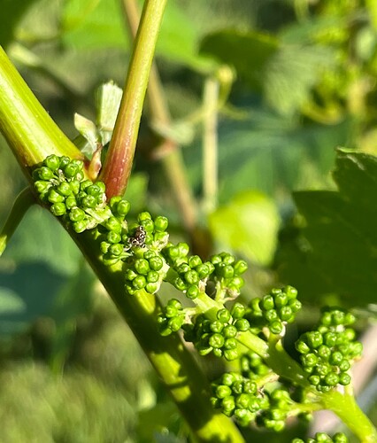 Spined Soldier Bug Eggs