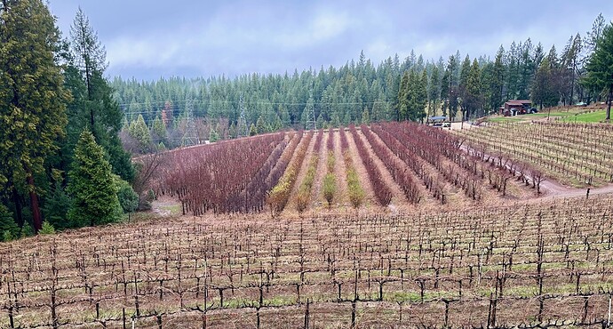 09 Edio Vineyards