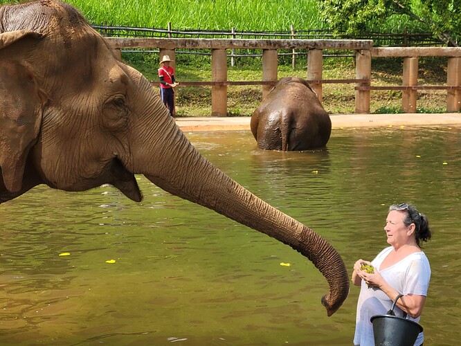 elephant