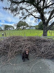 Duke mayor of stick pile @ FV