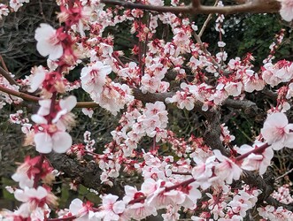 PXL_20240307_012051066