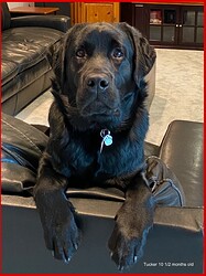 tucker on the couch