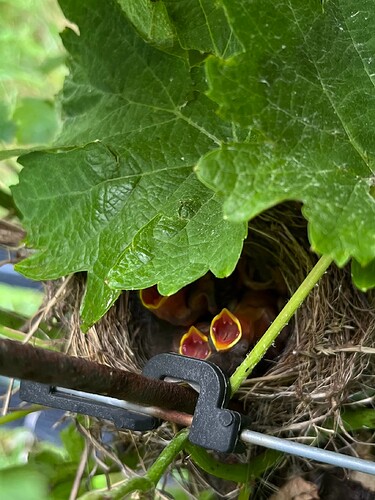 Chipping Sparrow Babies