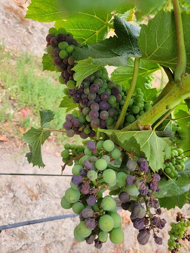 777 veraison