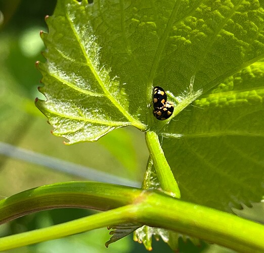 Black Lady Beetle