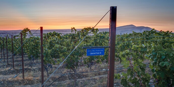 Cara Mia Vineyard