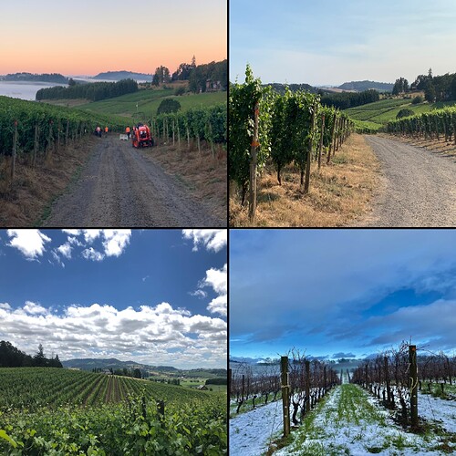 Red_Electric_Vineyard_4up_WB_Max