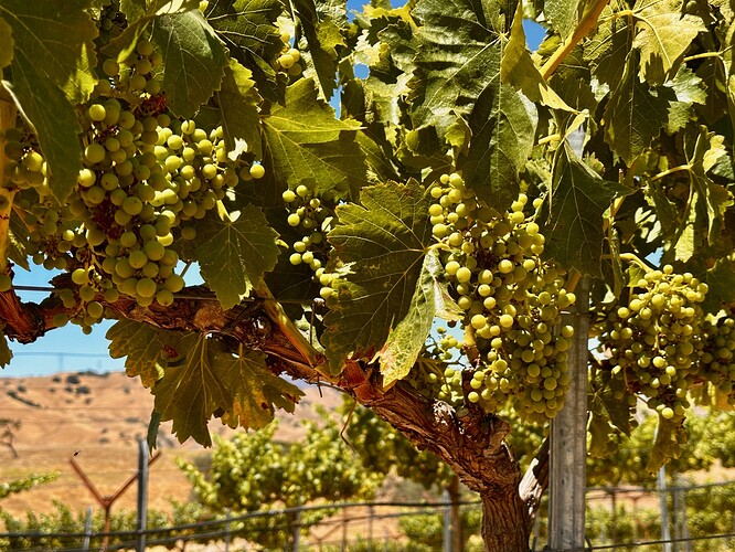 26 Paicines Ranch Grenache