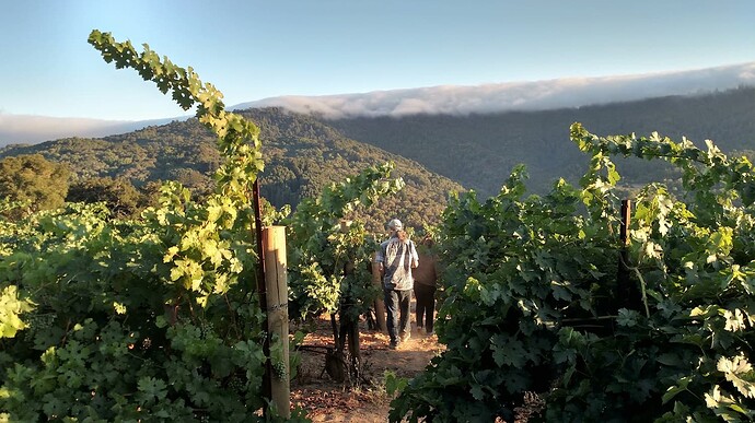 Bates Ranch upper vineyard old rows 1