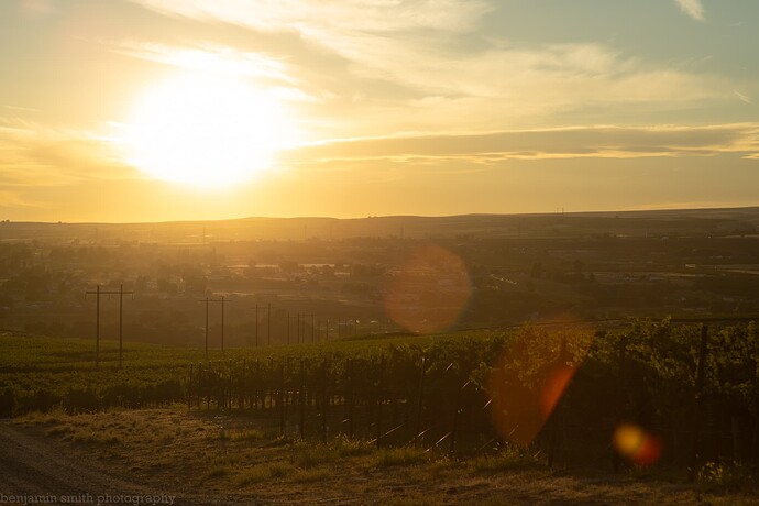 0831 vineyard-1