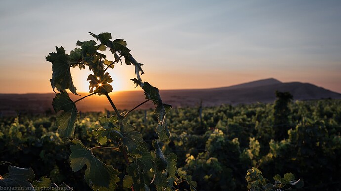 Cara Mia Vineyard-3