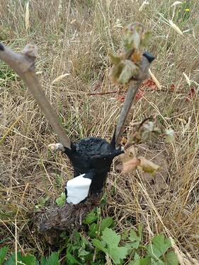 some grafts died